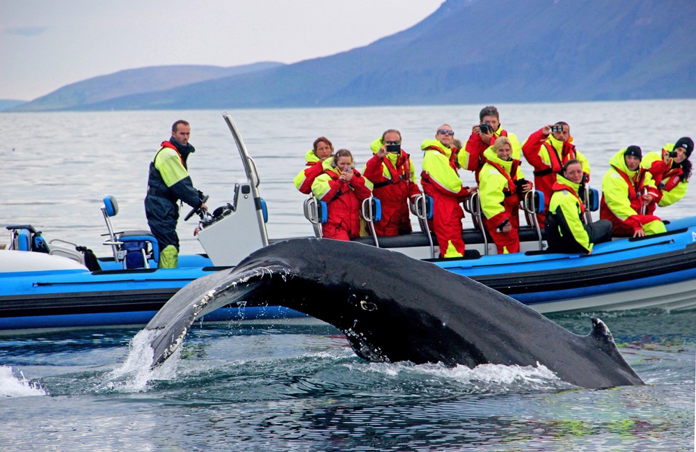 GG2 Safari de ballenas y frailecillos Húsavík, Islandia