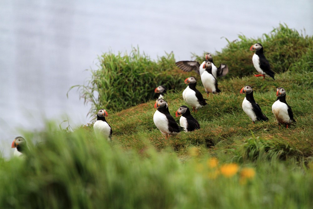 Puffins in Flatey Island
