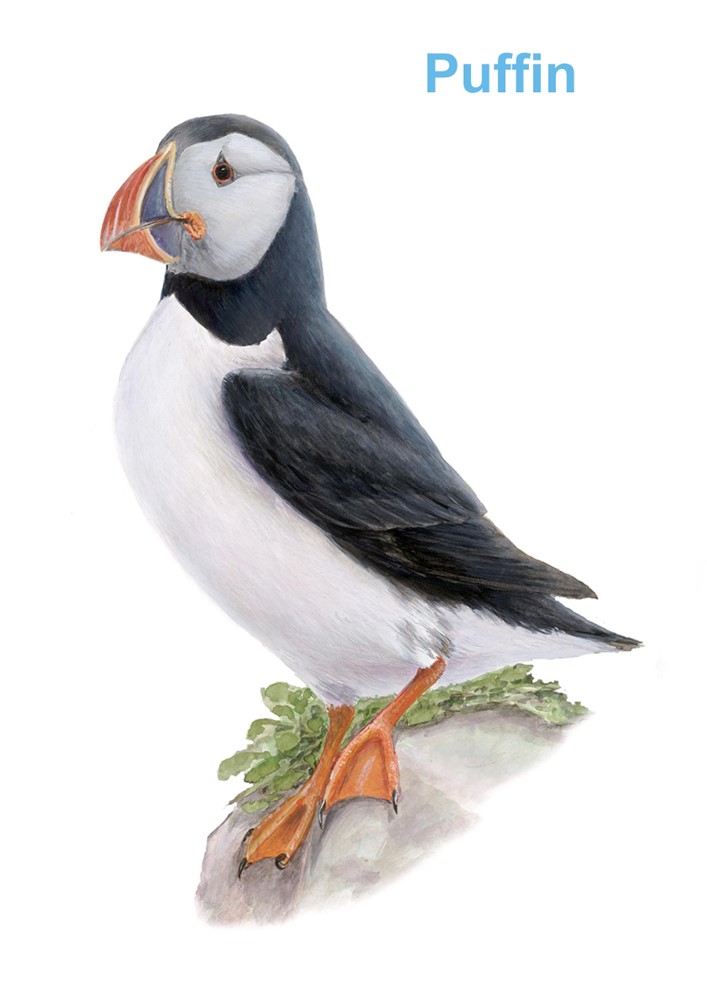 Puffin