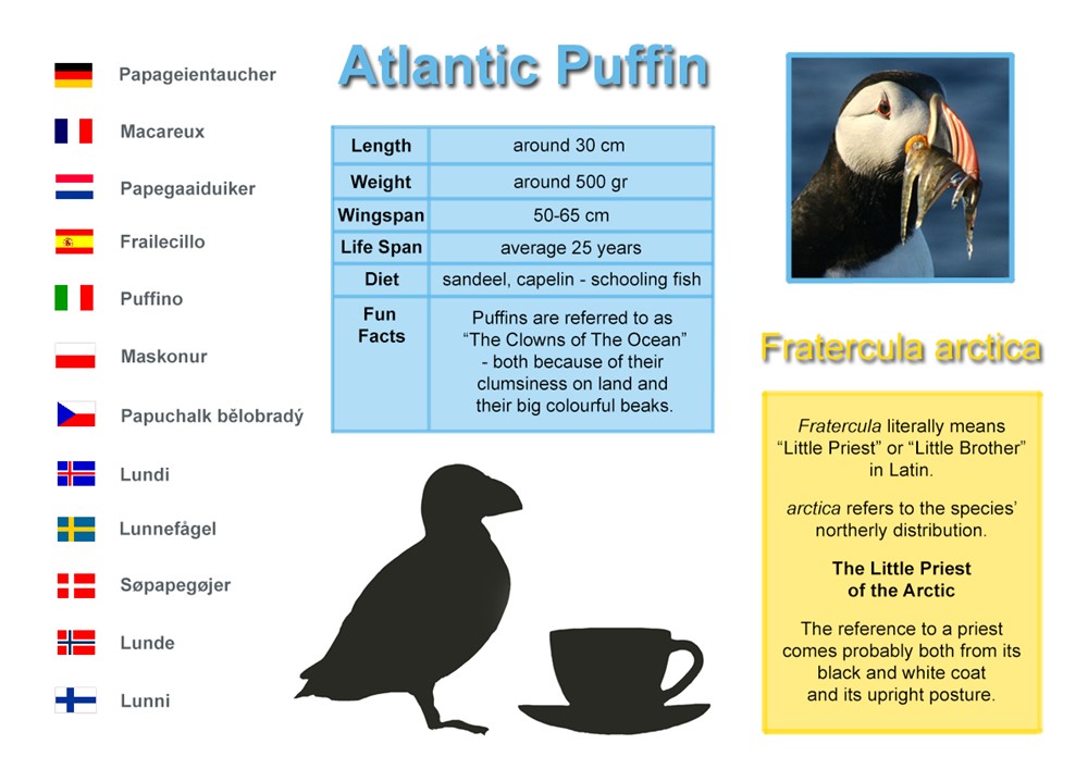 Puffin information