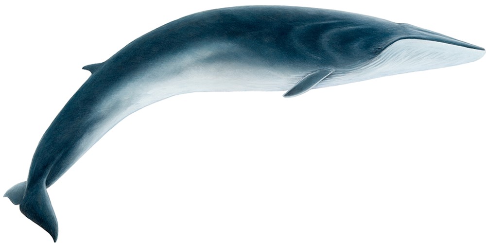 Fin whale (Balaenoptera physalus)
