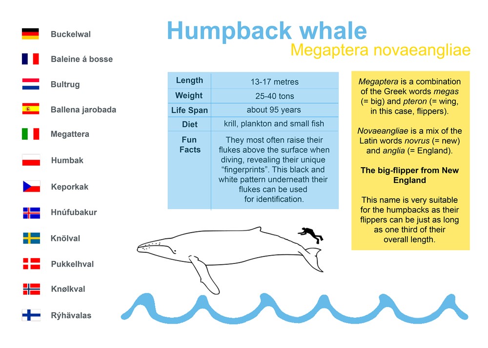 Humpback whale (Megaptera novaeangliae)