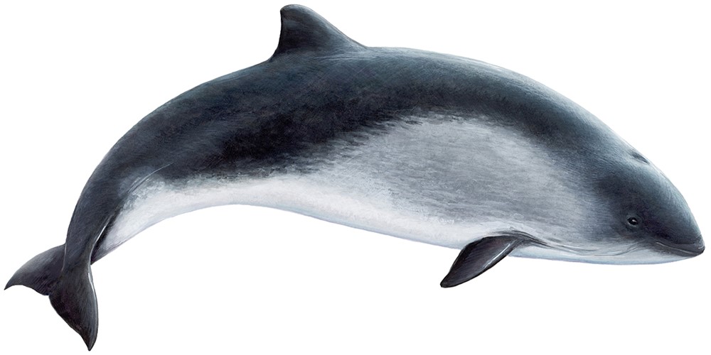 Harbour porpoise (Phocoena phocoena)