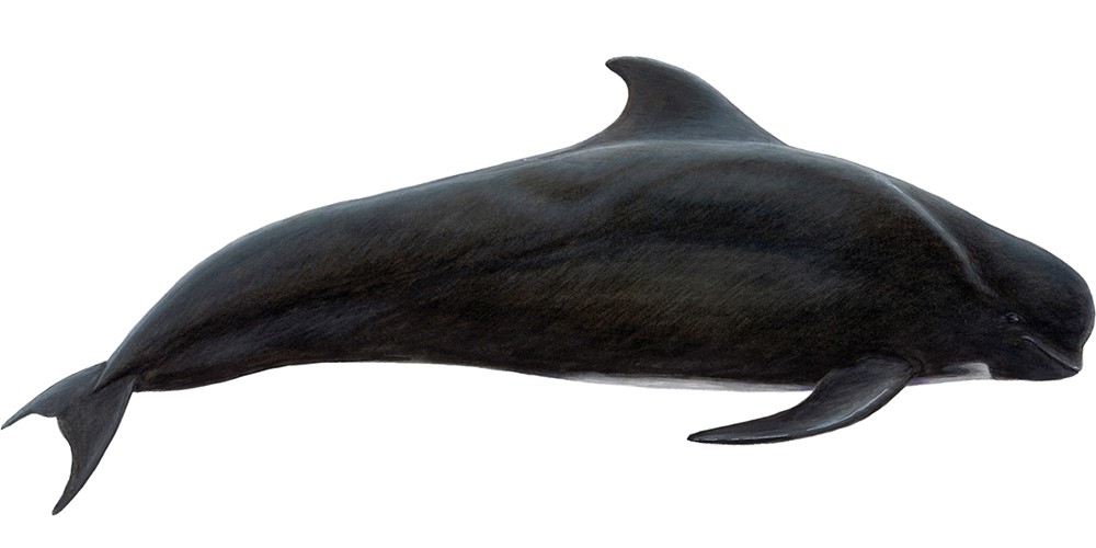 Long-finned pilot whale (Globicephala melas)
