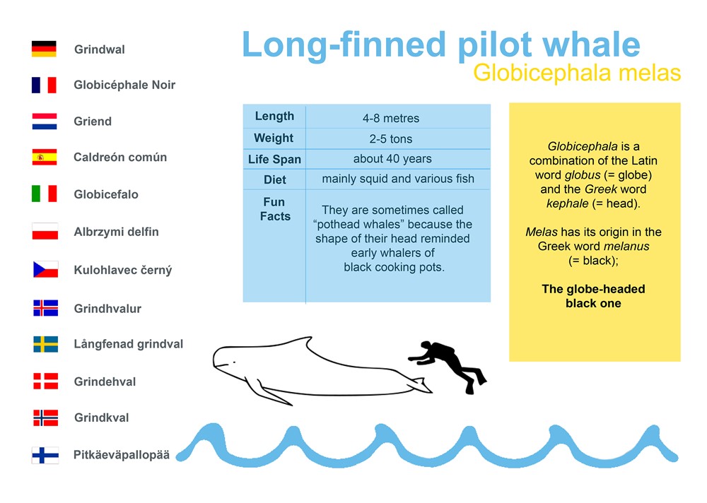 Long-finned pilot whale (Globicephala melas)
