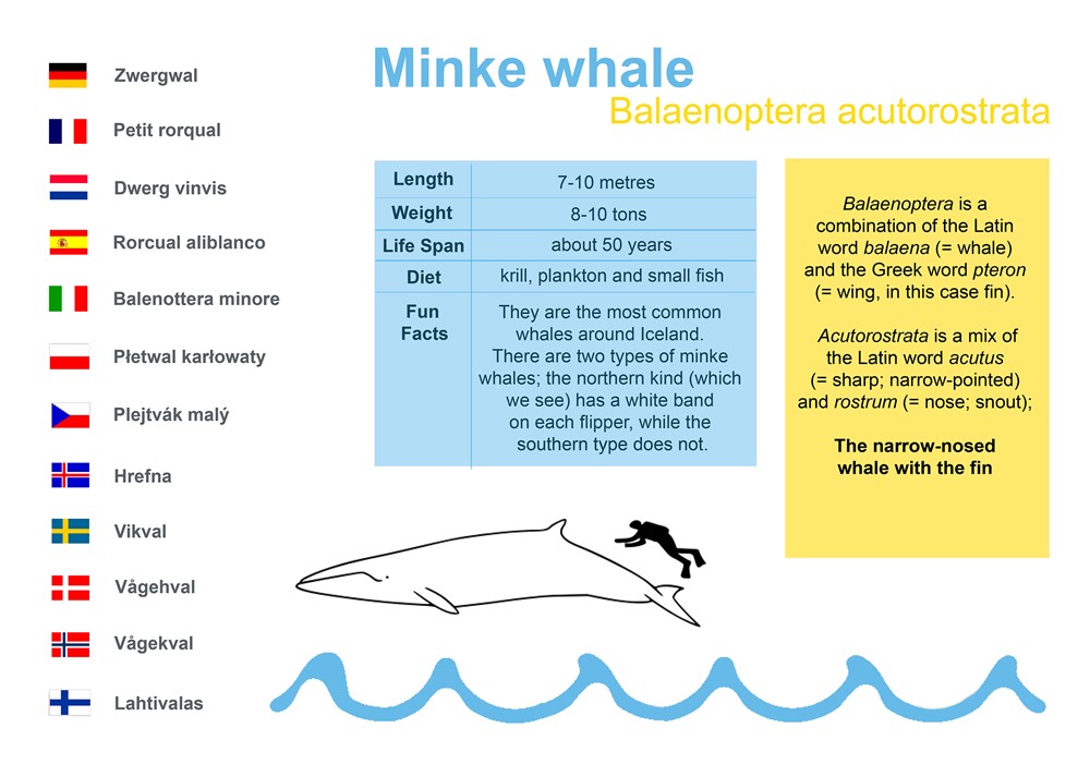 Minke whale (Balaenoptera acutorostrata)