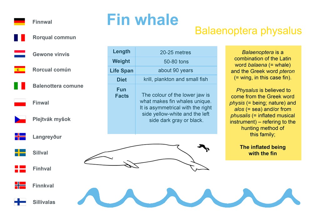 Fin whale (Balaenoptera physalus)