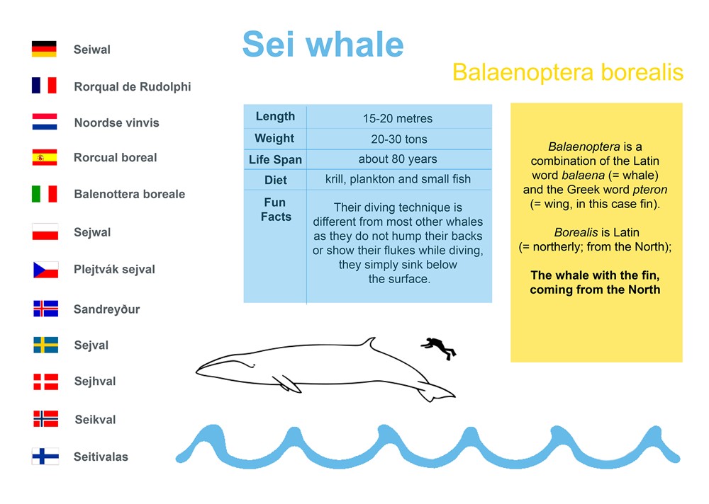 Sei whale (Balaenoptera borealis)