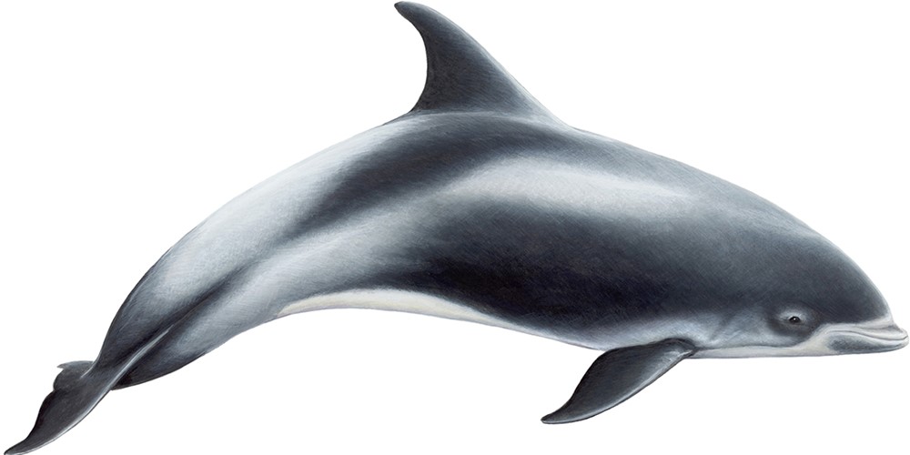 White-beaked dolphin (Lagenorhynchus albirostris)