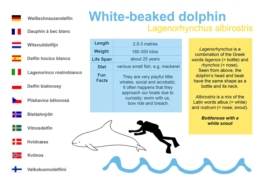 White-beaked dolphin (Lagenorhynchus albirostris)