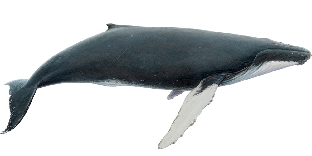 Humpback whale (Megaptera novaeangliae)