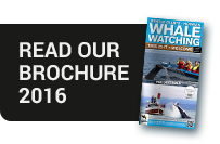 Húsavík Whale Watching Brochure 2016