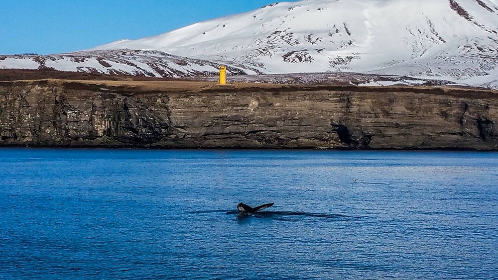 Humpback close to Húsavík lighthouse