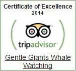 Gentle Giants TripAdvisor Certificate of Excellence