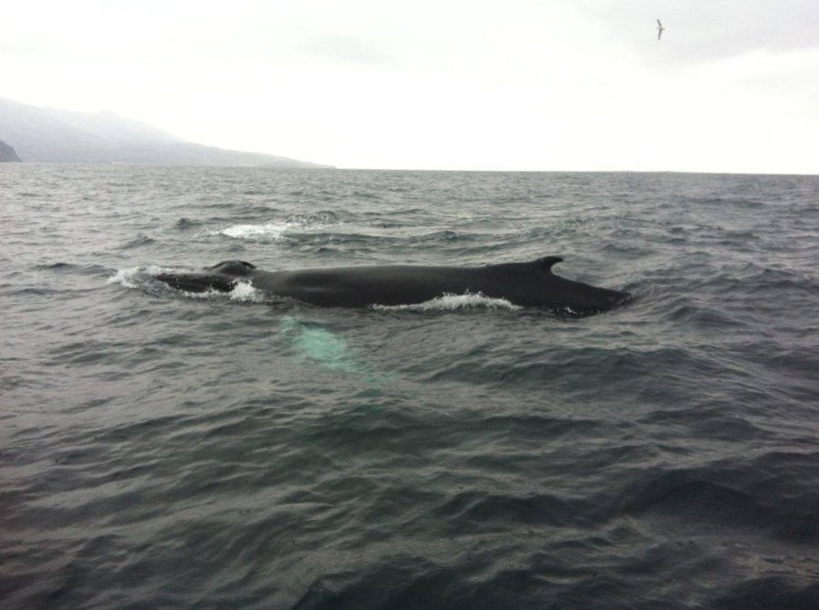 CB_Humpback surface close.jpg