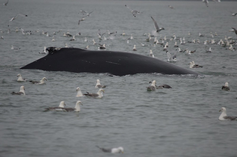 CB_Birds and Whales 1.jpg