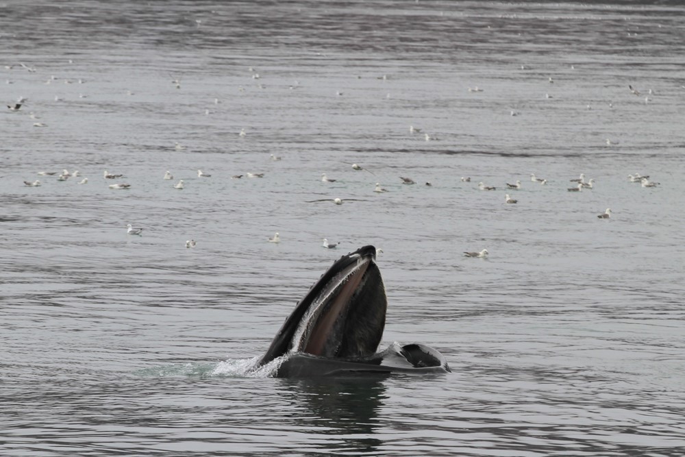 SA_feedingparty3.JPG (1)