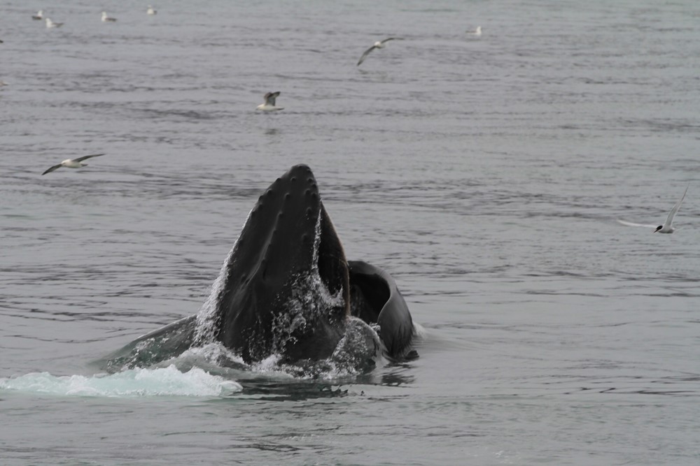 SA_feedingparty4.JPG (1)