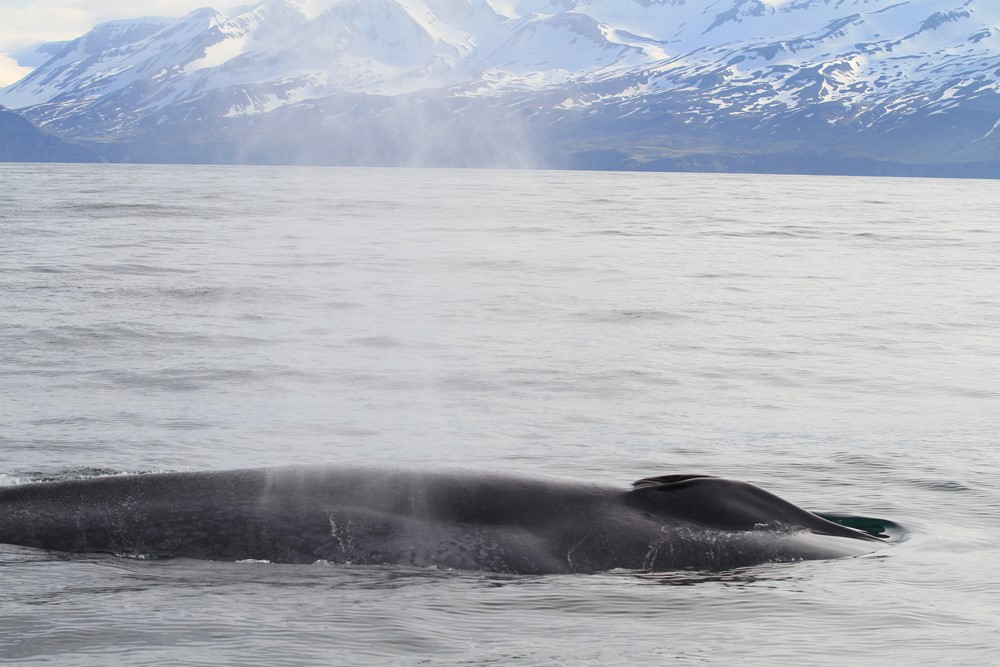 SA_Blue Whale Sylvía.JPG