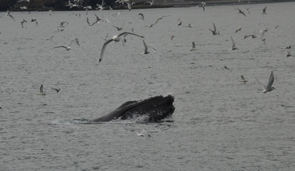 feeding humpback whale