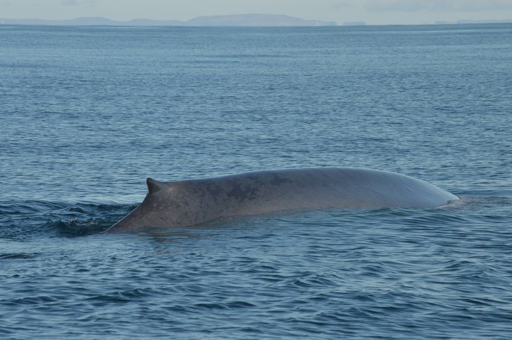 CB_two blues (2).jpg