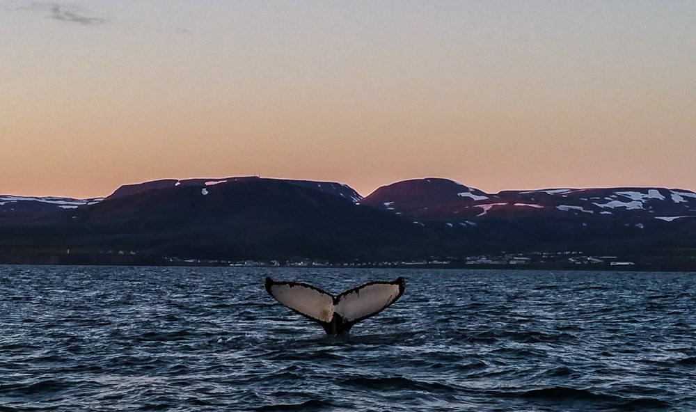 SA_midnight whale watching.jpg