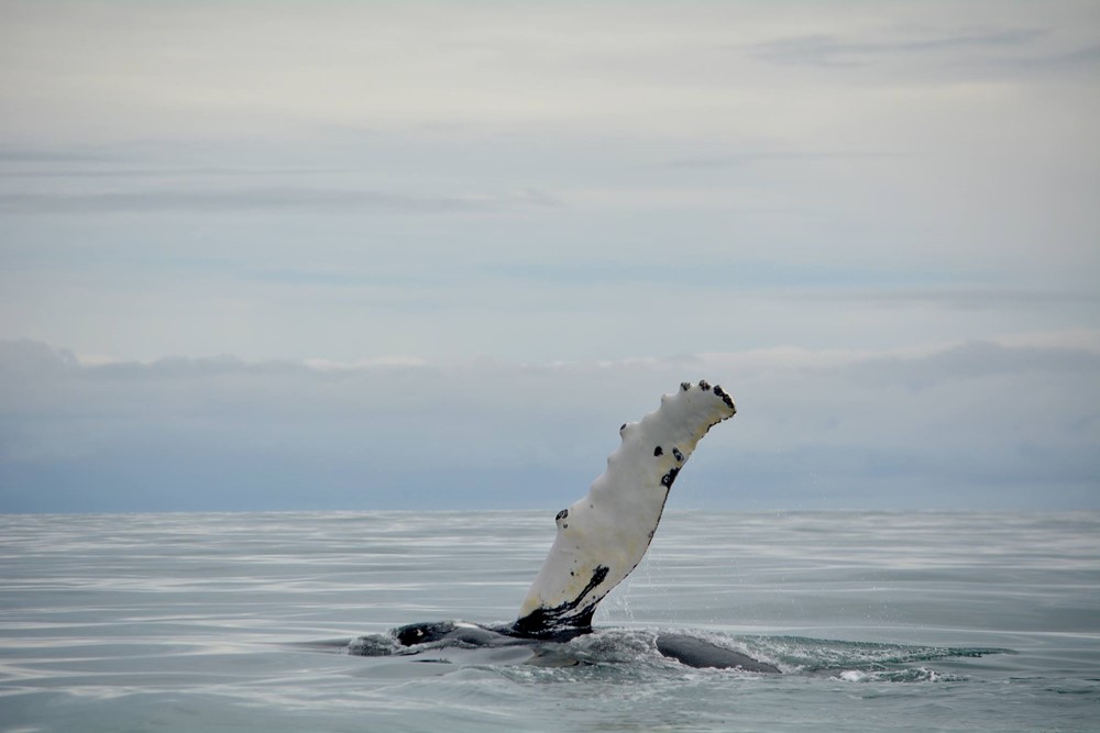 CL_flipper slapping.jpg