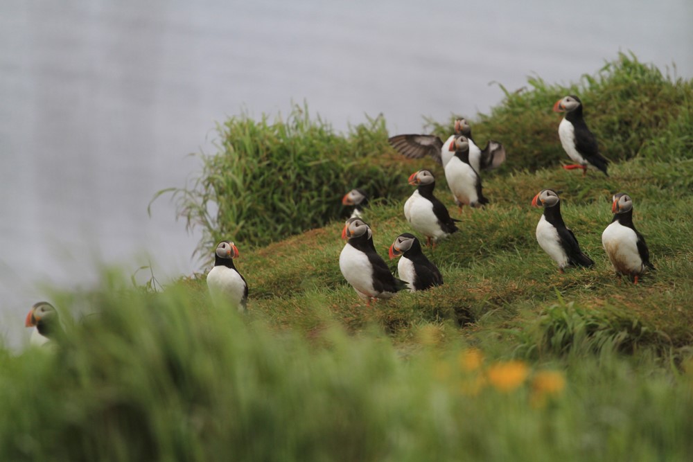 SA_Puffins1.JPG