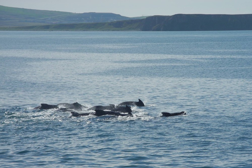 SA_Pilot Whales 1.jpg