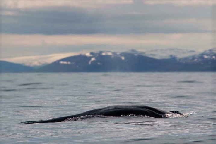 SA_fin whale.jpg