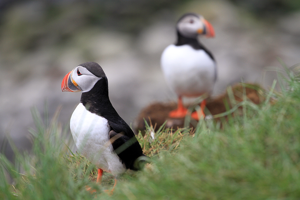 GG4 Flatey Island - Húsavík, Iceland