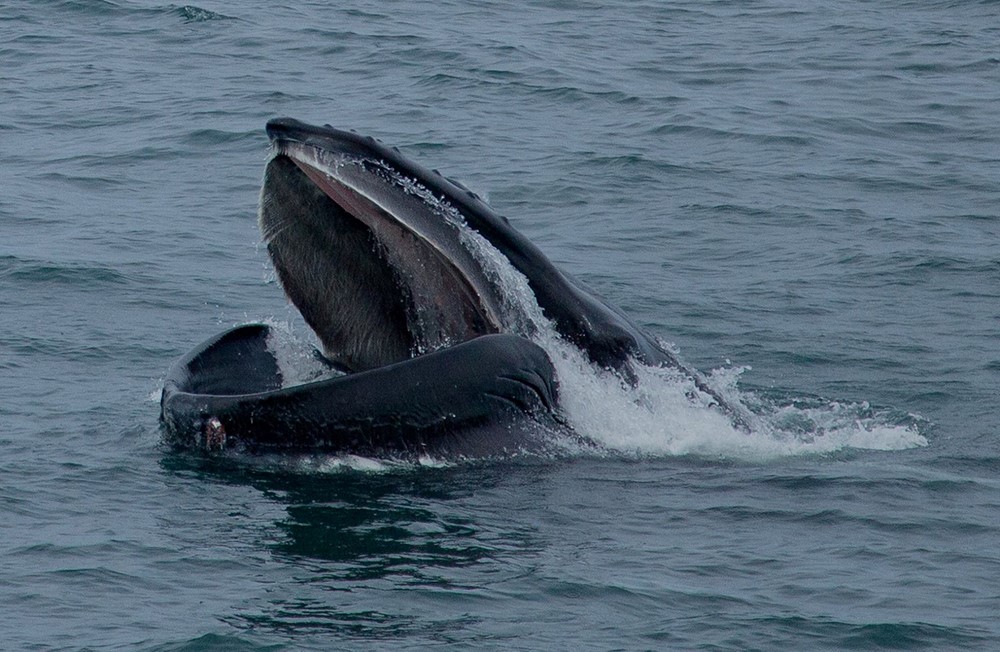 Feeding humpback whale, Húsavík, Iceland