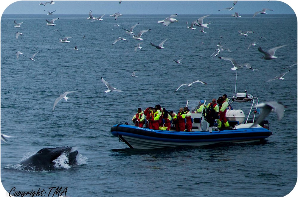 Feeding humpback whale, Húsavík, Iceland