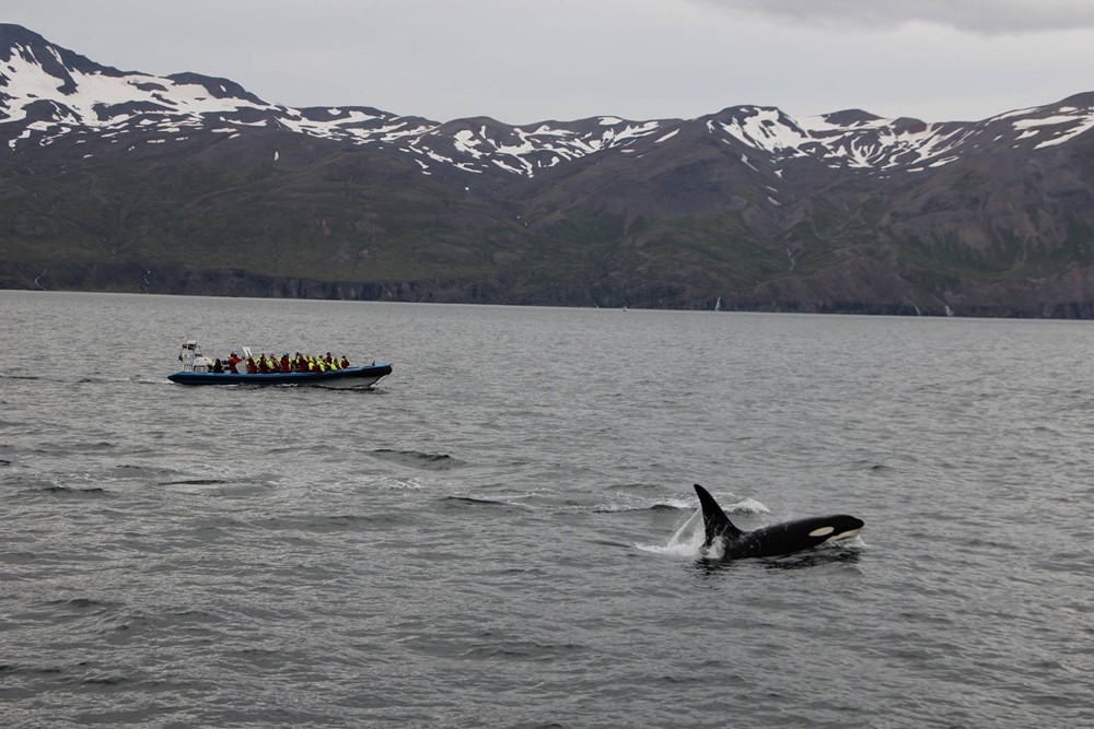 ASB_Killer Whale.jpg