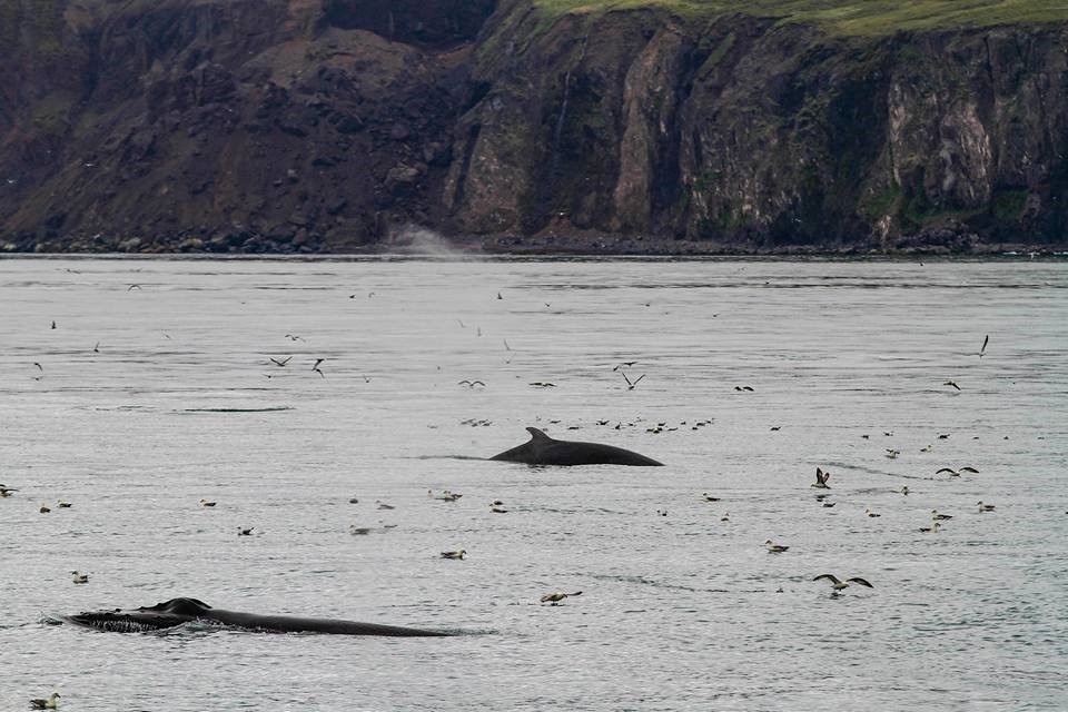 SA_humpback&minke.jpg