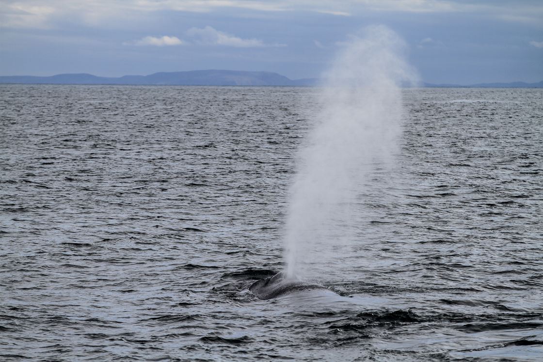 EVER THOUGHT OF MEETING THE LARGEST ANIMAL ON EARTH? | Gentle Giants Whale  Watching – Húsavík, Iceland