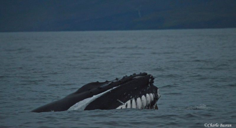 Charla-feedinghumpback.JPG (1)