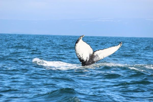 TripAdvisor-KaterinaB.jpg (1)