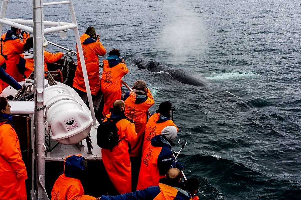 SA_Dancing Whales 1.jpg