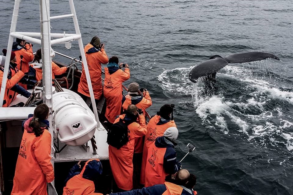 Humpback Whale, Gentle Giants Whale Watching, Húsavík, Iceland