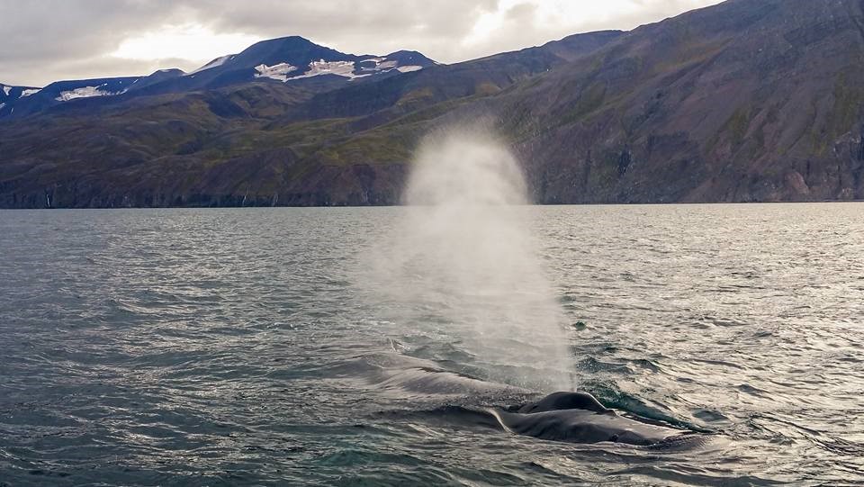 SA_September Whales1.jpg