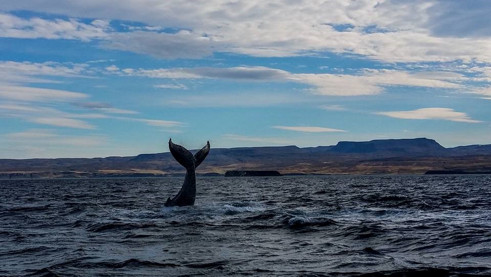 SA_September Whales2.jpg