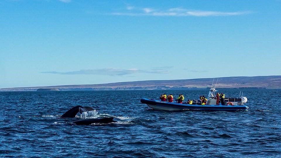 SA_September Whales3.jpg