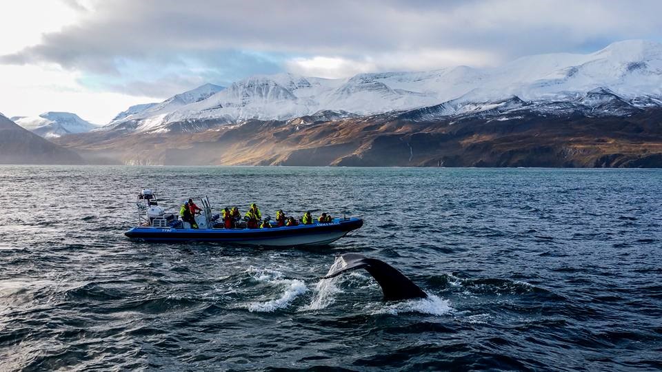 SA_Play of Lights and Flukes1.jpg