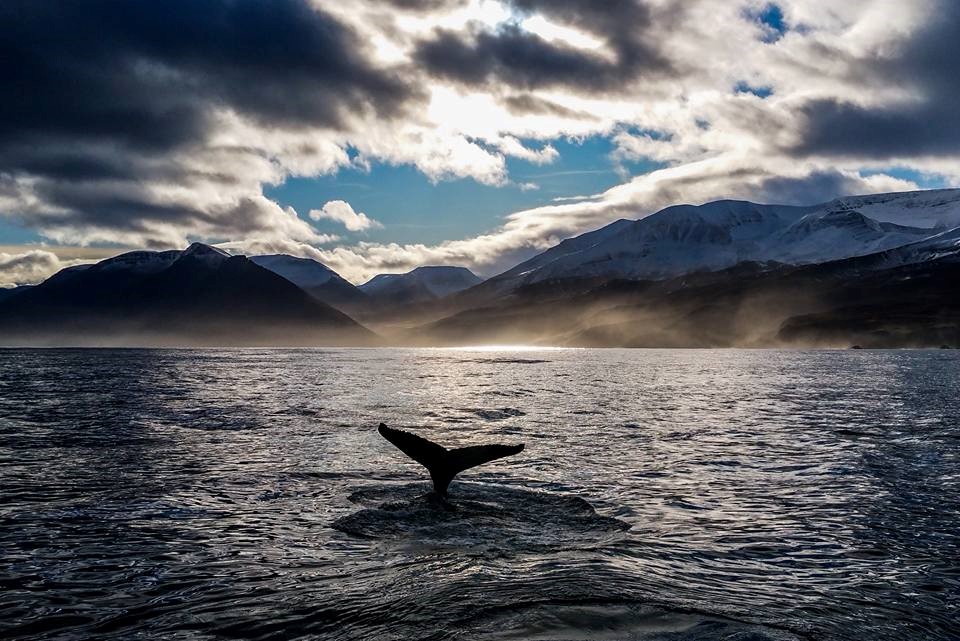 SA_Play of Lights and Flukes2.jpg