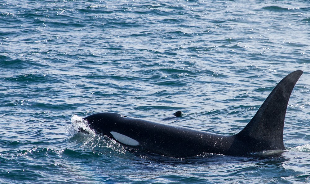 Orca Killer Whale gentle Giants Whale Watching Húsavík Iceland Adventure Experience