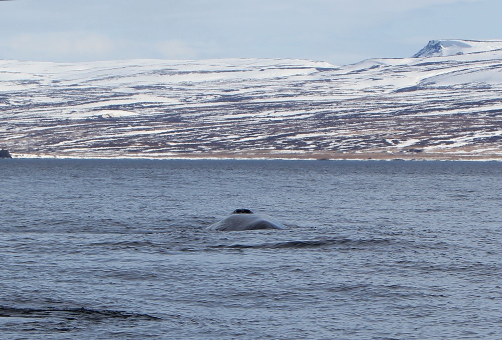 Blue Whale, Gentle Giants Whale Watching, Húsavík, Iceland