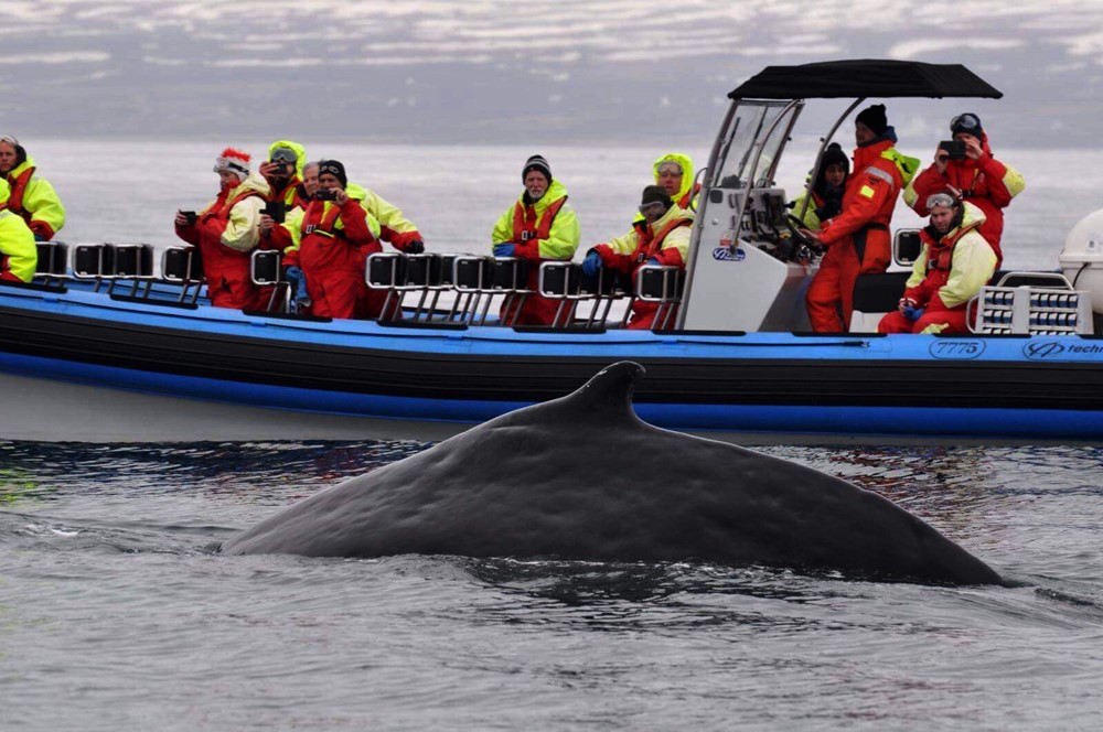 Humpback whale, Gentle Giants Whale Watching, Húsavík, Iceland, RIB speedboat
