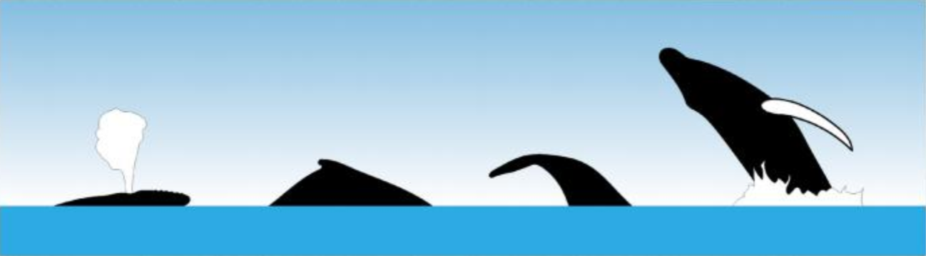 Common Whale Surface Behaviours, Gentle Giants Whale Watching, Húsavík, Iceland