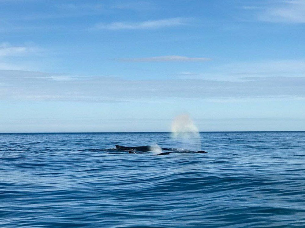 ANB_Whale Festival 1.jpg